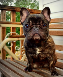 Portrait of cute french bulldog sitting on bench