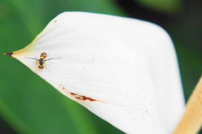 Close-up of spider on flower