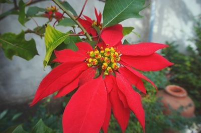 Close-up of red flower