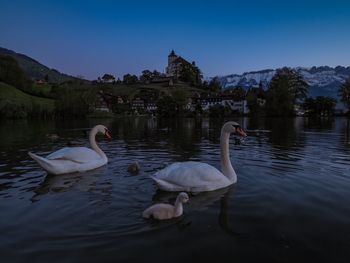 Swans swimming in lake