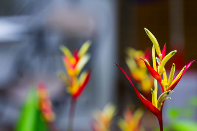 Close-up of red flowering plant