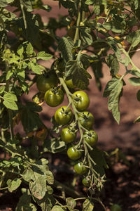 Close-up of tomatoes growing on vine