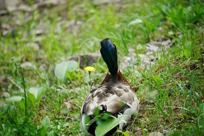 Close-up of a bird on field