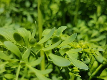 Close-up of plant