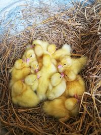 High angle view of birds in nest