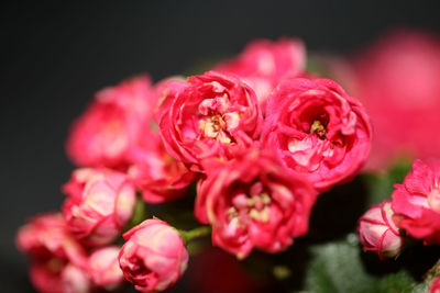 Close-up of pink rose flowers