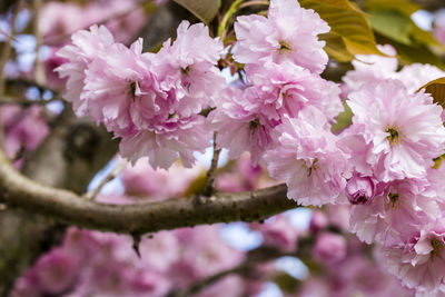 Close-up of pink cherry blossoms in spring