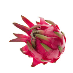 Close-up of pink rose flower against white background