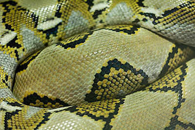Full frame shot of snake