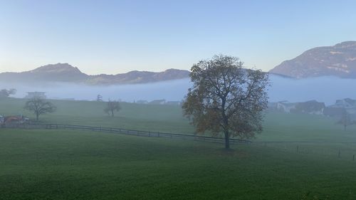 Trees on field against sky during foggy weather