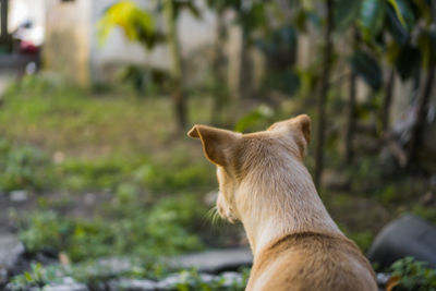 Close-up of a dog looking away