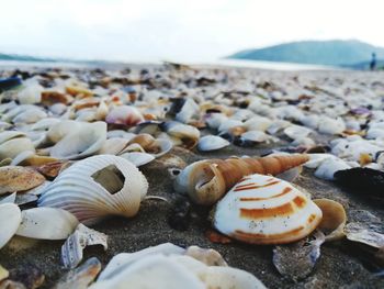 Close-up of seashells on beach