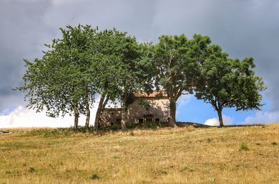 Tree on field against sky