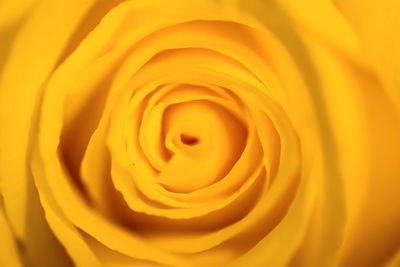 Close-up of yellow rose