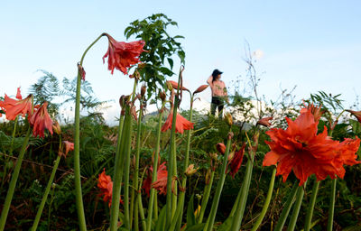 Red poppy flowers on field against sky