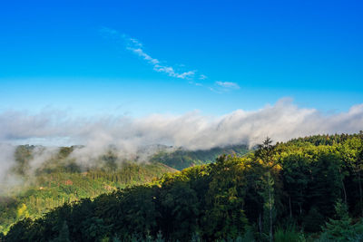 Scenic view of trees against sky