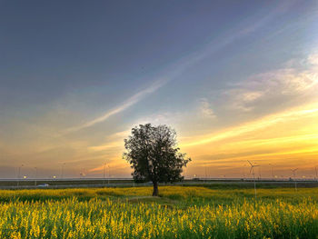 Scenic view of field against sky during sunset