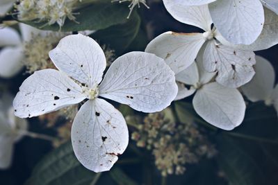 Close-up of white flowers