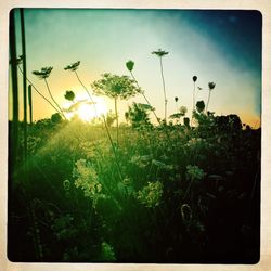 Sun shining through flowers