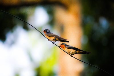 Close-up of bird perching on twig