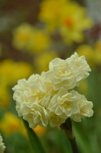 Close-up of white rose