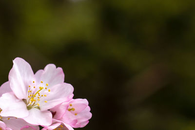 Close-up of pink flowers