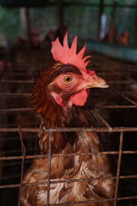 Close-up of rooster