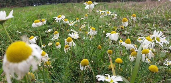 Close-up of fresh yellow flowers blooming in field