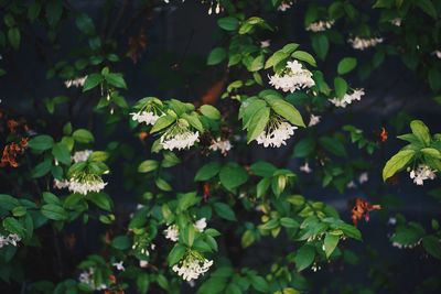 Close-up of white flowering plant