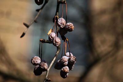 Close-up of dried fruits on plant
