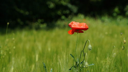 Close-up of red poppy flower on field