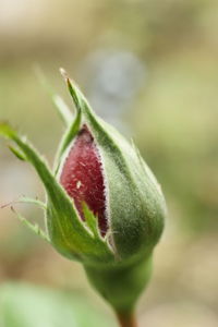Close-up of budding flower