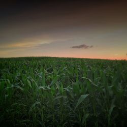 field