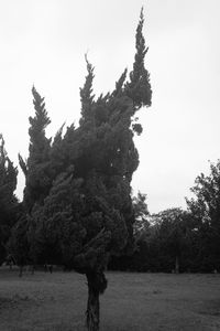 Bare trees on field