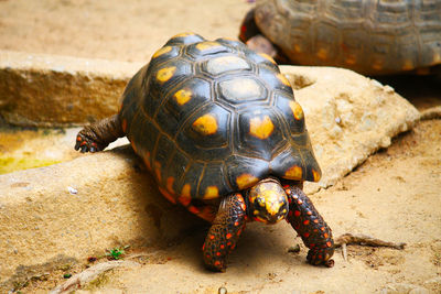 Close-up of turtle on sand