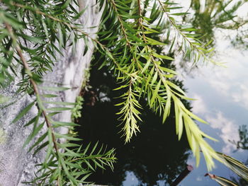 High angle view of pine tree during winter