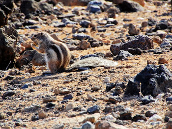 View of squirrel on land