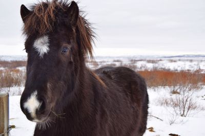 Close-up of icelandic horse on snow covered field against sky