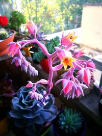 Close-up of pink flowers blooming outdoors