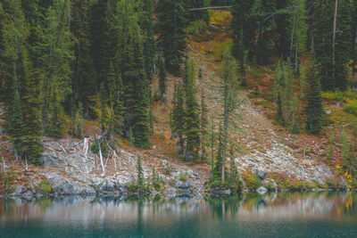 Scenic view of forest by lake