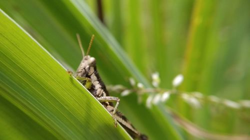 Close-up of insect on green leaf