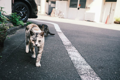 View of cat with car on street