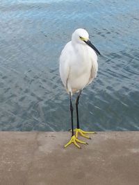 Birds in water