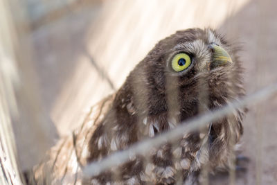 Owl captured and caged