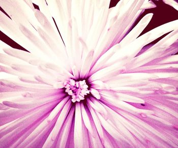 Close-up of pink flower