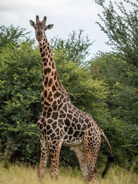 Close-up portrait of a giraffe