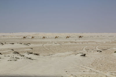 Flock of birds in desert against clear sky