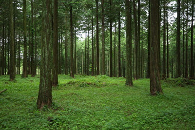 Pine trees in forest