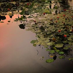 Close-up of water lily in lake