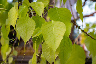 Close-up of green leaves on plant